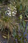 White fringed orchid